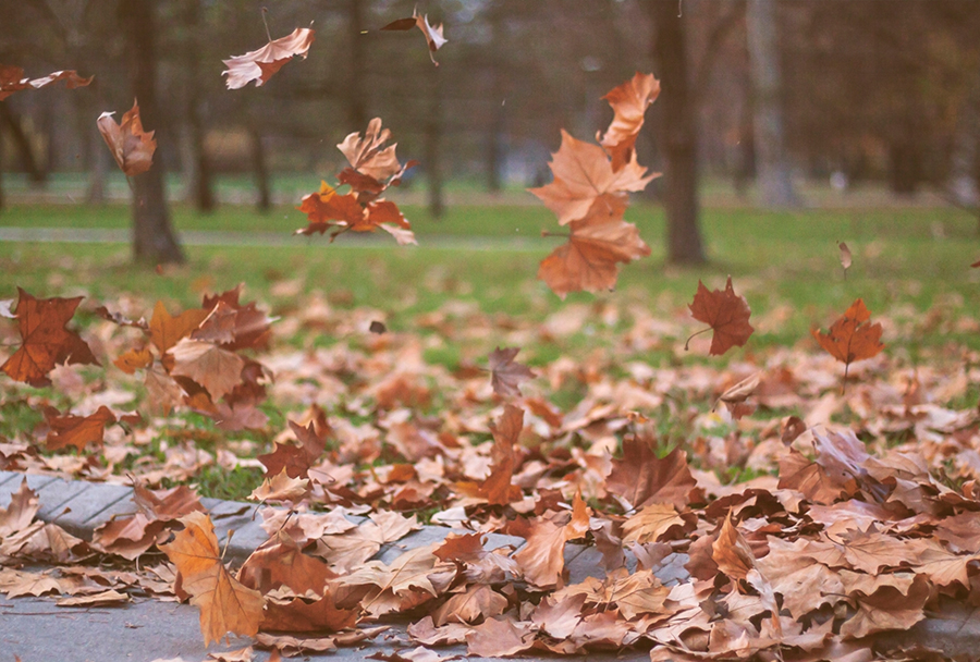 leaf-cleanup-services-in-bethlehem-and-lehigh-valley-area